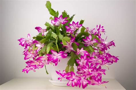 How To Care For Christmas Cactus