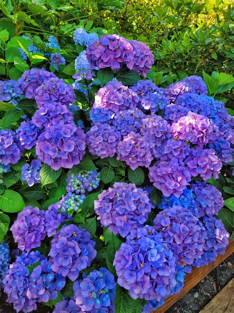 How To Care For Hydrangeas