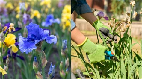 How To Care For Irises