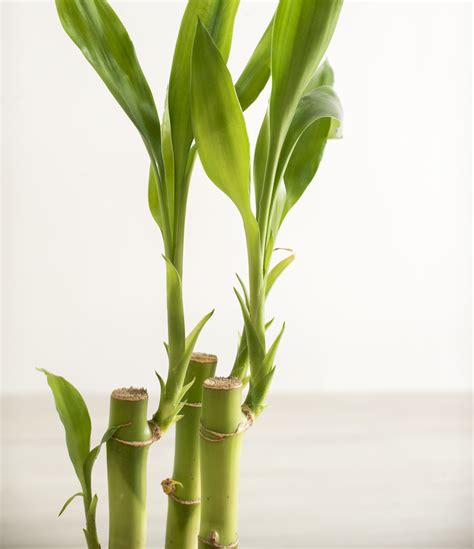 How To Care For Lucky Bamboo