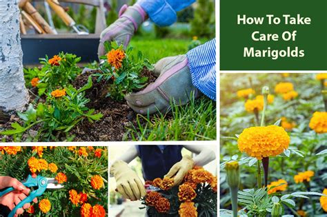 How To Care For Marigolds