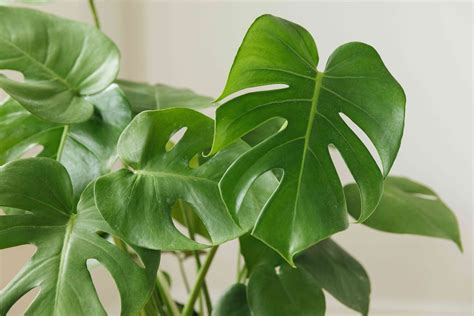 How To Care For Monstera Deliciosa
