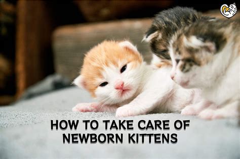 How To Care For Newborn Kittens