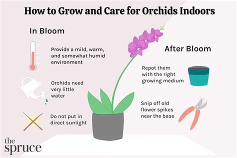 How To Care For Orchid Plant