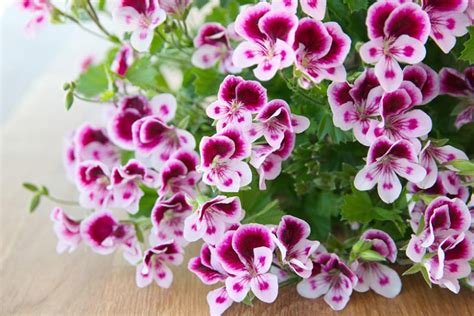 How To Care For Pelargonium Plants