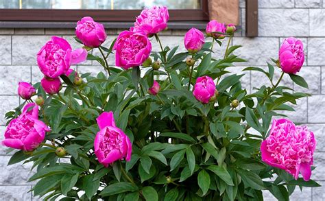 How To Care For Peonies
