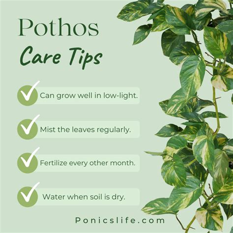 How To Care For Pothos