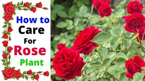 How To Care For Roses