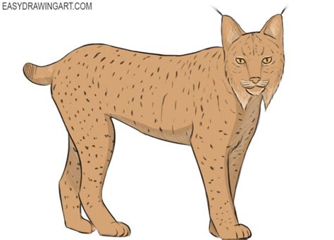 How To Draw A Lynx Easy