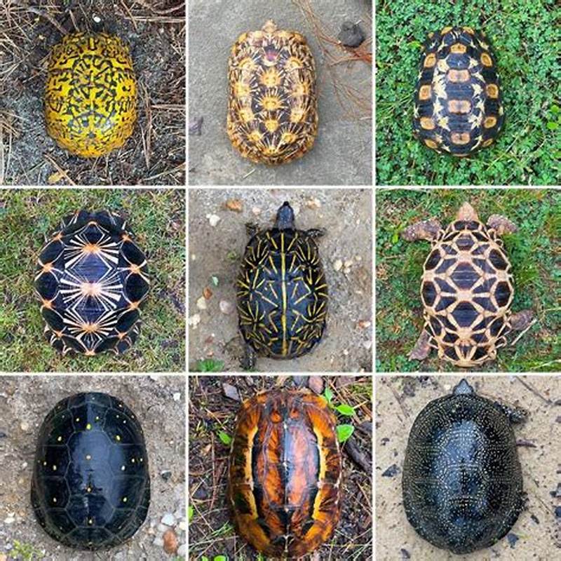 How To Paint A Turtle Shell Pattern