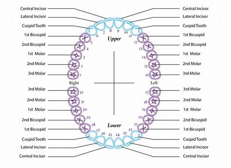 How To Read A Tooth Chart