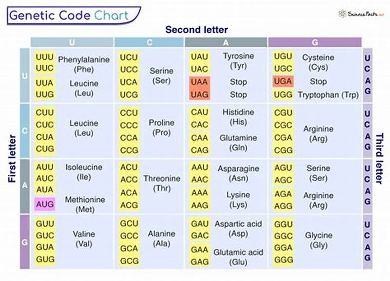 How To Read The Genetic Code Chart