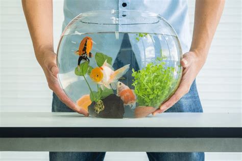 How To Take Care Of Fish