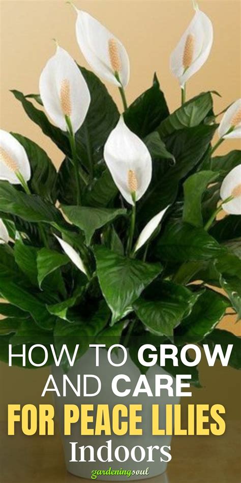 How To Take Care Of Lilies