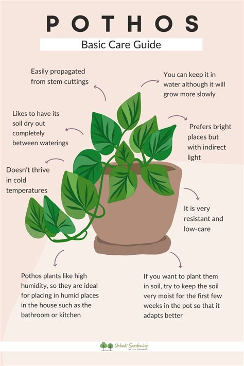 How To Take Care Of Pothos