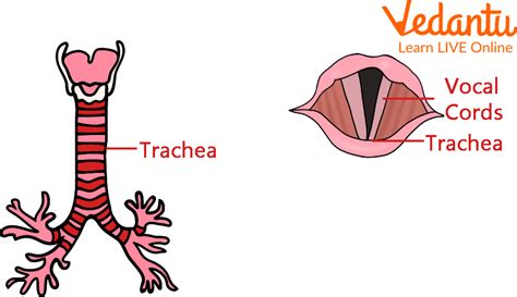Proses Pita Suara Menghasilkan Suara