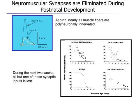 How are some synapses eliminated during development