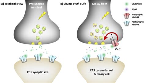 How are synapses involved in memory