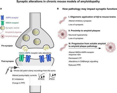 How can synapses be altered