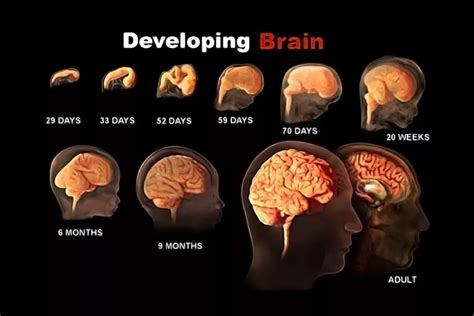 How developed is your brain at 18