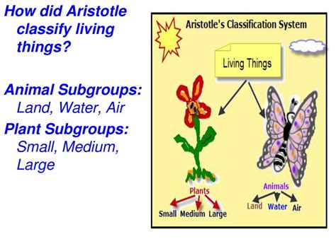 How did Aristotle analyze and classify things