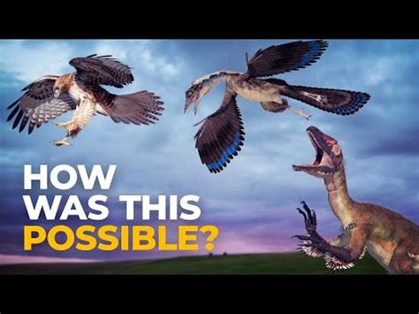 How did flight evolve