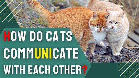 How do cats interact with each other