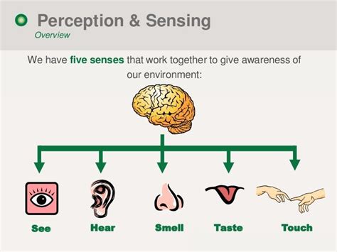 How do five senses affect perception