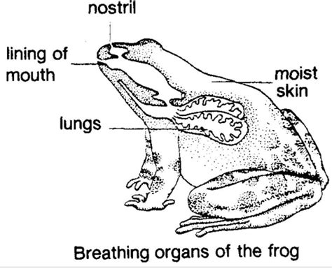 How do frogs breathe