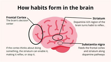 How do habits form in the brain