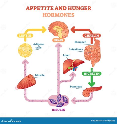 How do hormones control appetite