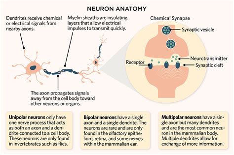 How do neurons work example
