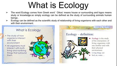 How do you explain ecology to a child