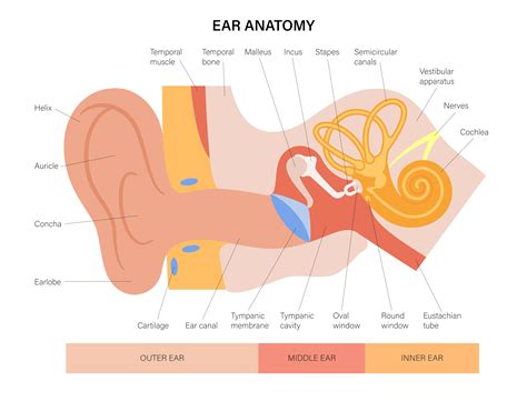 How do you get rid of fluid behind eardrum