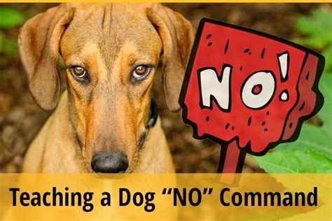 How do you get your dog to understand no