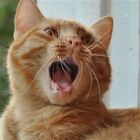 How do you stop a cat in heat from meowing
