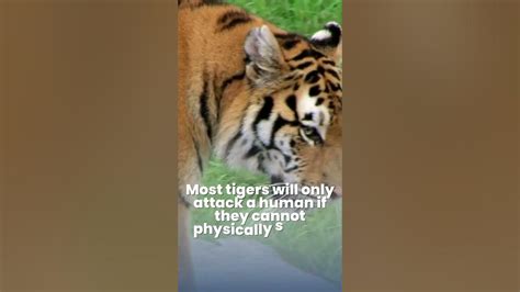 How do you survive a Tiger Mom