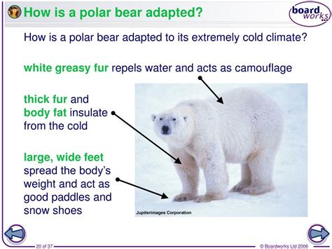 How does a polar bear adapted to its environment