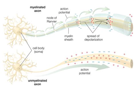 How does a stimulus travel through a neuron