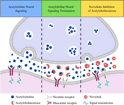 How does acetylcholine function in neurons