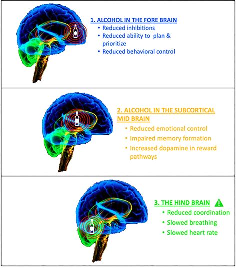 How does alcohol affect a teens hippocampus