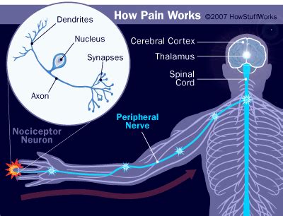 How does brain process pain