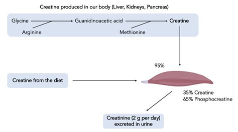 How does creatine work science