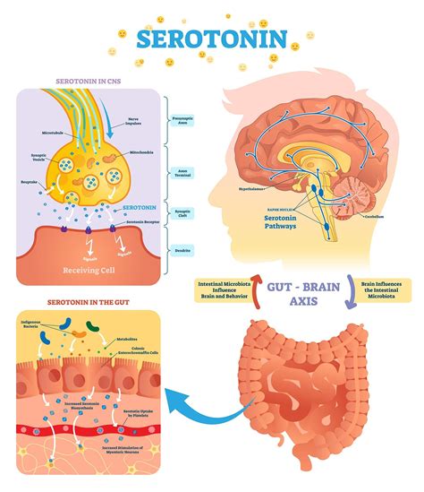 How does dopamine affect serotonin