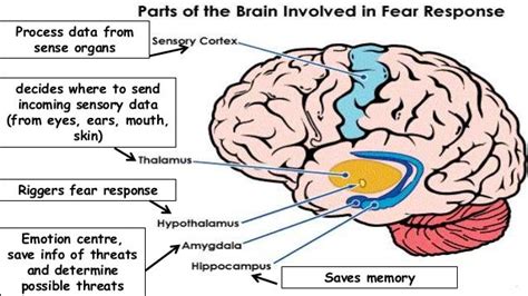 How does fear work in the mind