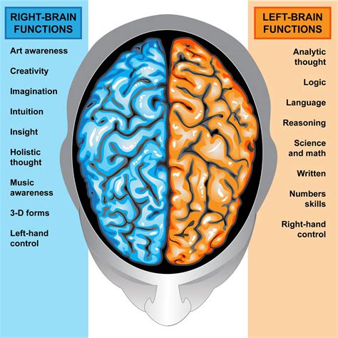 How does lateralization affect brain