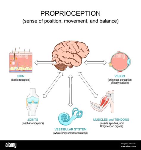How does proprioception affect balance