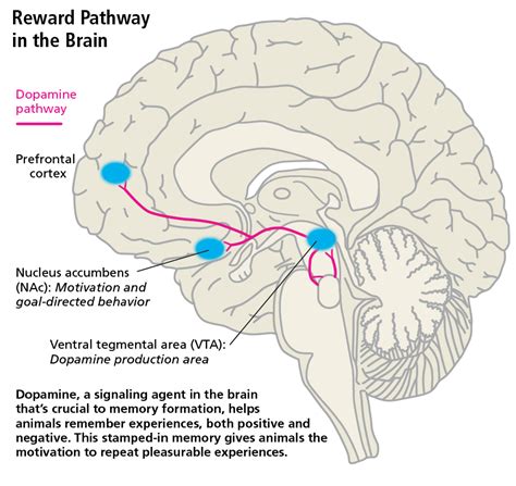 How does reward pathway work