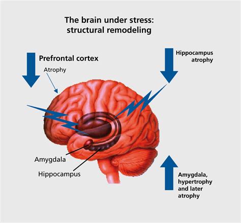How does stress affect hippocampus