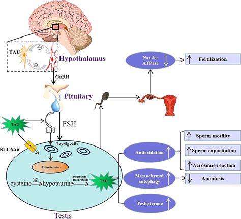 How does taurine affect the brain